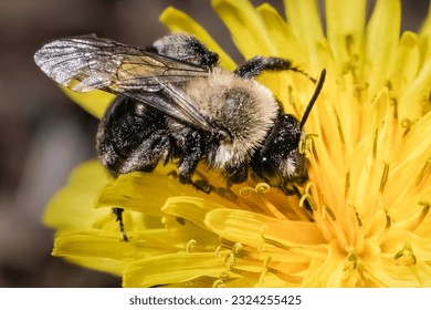 Extreme close up of an Andrena mining bee pollinating and foraging on vibrant yellow dandelion flowers. Long Island, New York, USA
