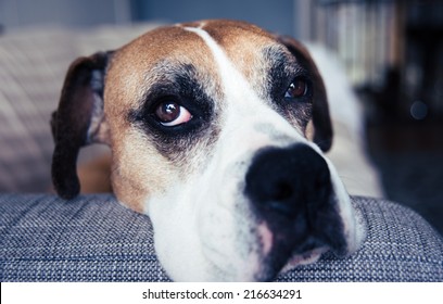 Extreme Close Up of Boxer Dog Relaxing on Gray Sofa at Home - Shutterstock ID 216634291