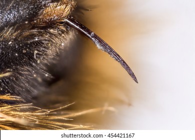 bumble bee stinger
