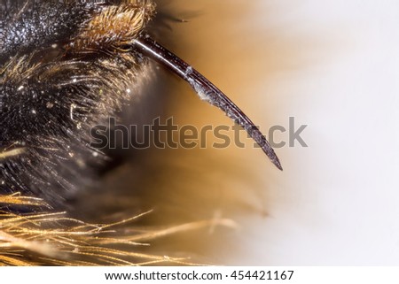 Extreme close up of a bumblebee (Bombus sp.) stinger, photographed against a grey background