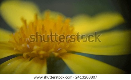 Extreme close up of the centre stamen and yellow petals of a yellow daisy flower, with stylised blur, giving a misty look.