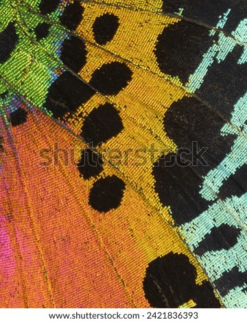 Extreme close up of a colorful butterfly wing forms textured abstract background pattern