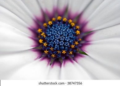 extreme close up of daisy - Powered by Shutterstock