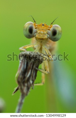 Similar – smiling gecko Saurians