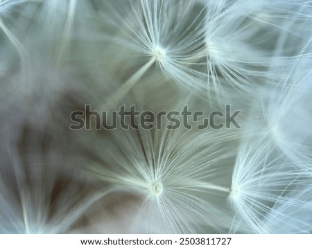 Similar – Nahaufnahme einer Pusteblume im Sonnenlicht vor blauem Himmel