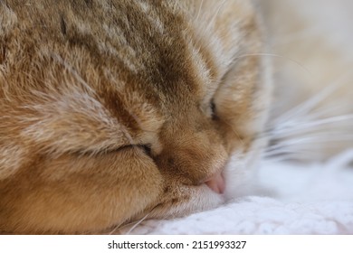 Extreme Close Up Face Of Sleeping Golden Shaded British Shorthair Cat