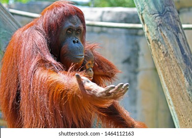 extreme-close-female-bornean-orangutan-260nw-1464112163.jpg