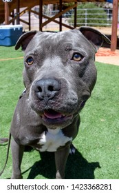 An Extreme Close Up With A Fish Eye Lens Of A Grey Pit Bull Dog