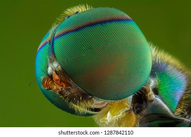 The Extreme Close Up Of Flies.macro.insect