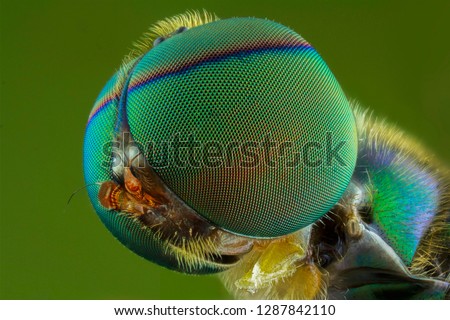 The extreme close up of flies.macro.insect