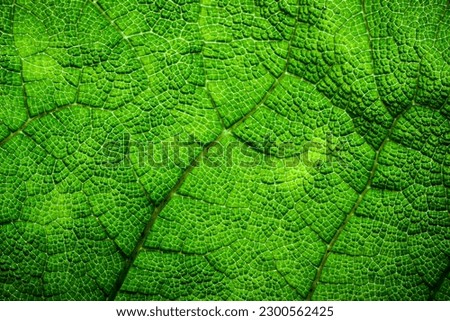 Extreme close up of a giant green fern leaf with detailed texture