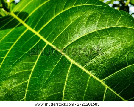 Extreme close up of green leaf texture with visible veins and patterns. Nature background of tropical plant leaf structure.