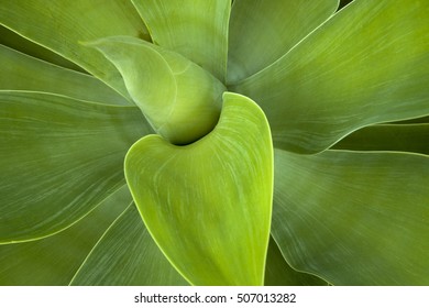 Extreme close up of green patterns and textures of natural leaves of succulent plant