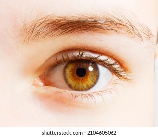 Extreme Close Up Of Hazel Eyes