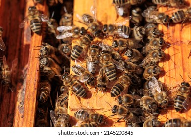 Extreme Close Up Of Honey Bee Apis Mellifera Workers Lined Up On The Edge Of A Black Plastic Hive Frame. Sedate From Recently Being Smoked By A Beekeeper.