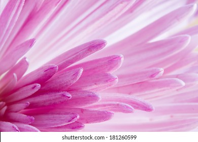 Extreme Close Up Image Of Chrysanthemum Flower