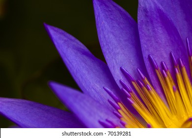 Extreme Close Up Of A Lotus Flower