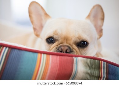 Cream French Bulldog Images Stock Photos Vectors Shutterstock