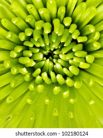 Extreme Close Up Macro Image Of Green Spider Mum Or Fuji Mum Flower