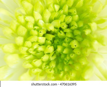 Lime Green Flower Hd Stock Images Shutterstock