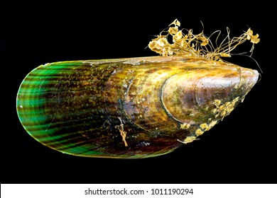 Extreme close up of a New Zealand Green Lipped Mussel (Perna canaliculus) isolated on black. Image shows fouling organisms such as algae and barnacles. 