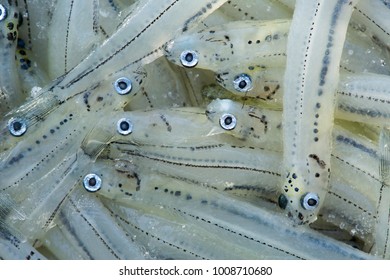 Extreme Close Up Of New Zealand Whitebait. A Controversially Unsustainable Delicacy, Often Fried In A Fritter. Eyes And Mouths Of The Individual Fish Are Visible.