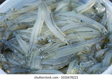 Extreme Close Up Of New Zealand Whitebait. A Controversially Unsustainable Delicacy, Often Fried In A Fritter. Eyes And Mouths Of The Individual Fish Are Visible.