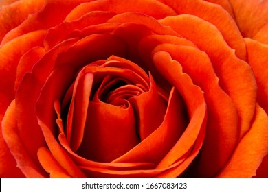 Extreme close up of orange rose flower. Abstract beautiful vivid macro shot - Powered by Shutterstock