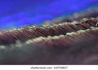 Extreme Close Up Of Peacock Feather