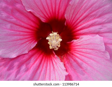 hibiscus up close