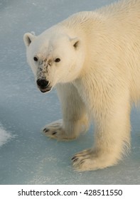 Extreme Close Up Of A Polar Bear Standing On An Ice Floe North Of Svalbard.