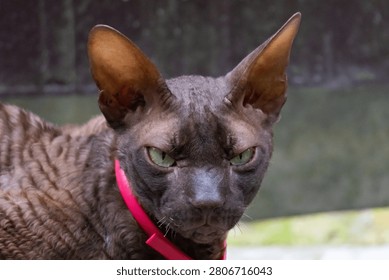 Extreme close up portrait of an angry Devon Rex cat with green eyes and grumpy facial expression