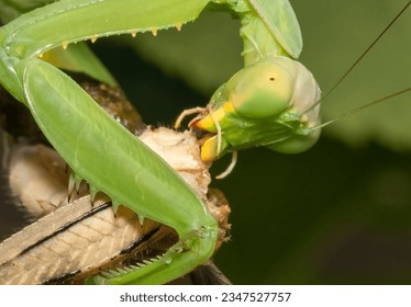 Extreme close up of a praying mantis eating a cicada.