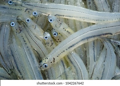 Extreme close up of raw New Zealand whitebait. Showing detail of the eyes, mouth, and lateral line of the tiny glass-like fish.