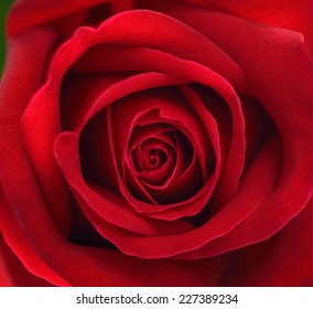 Extreme Close Up Of Red Rose Flower