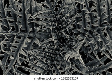 Extreme Nahaufnahme gezackter Blätter. Makrofotografie, nur schwarz-weiß, dunkel gefärbt. Draufsicht. Textur der Blätter auf dem Foto.