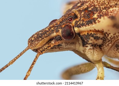 Extreme close up shot of the Brown marmorated stink bug, Halyomorpha halys, originally from East Asia
