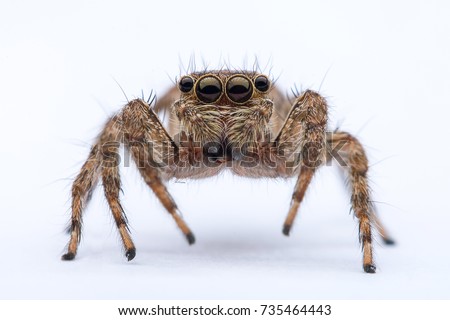 Extreme Close Up Shot Bug , Insect Jumping Spider Isolated On White Background.