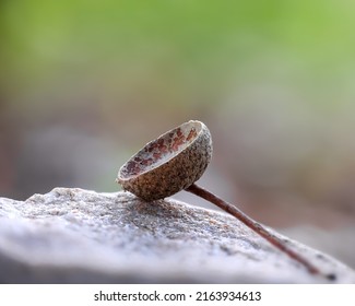 Extreme Close Up Shot Of Dry Pedicel Of Nut