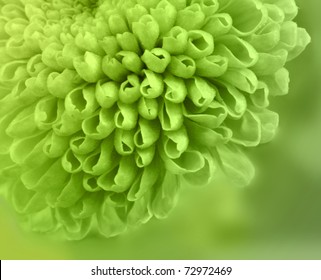 Extreme Close Up Shot Of A Green Flower