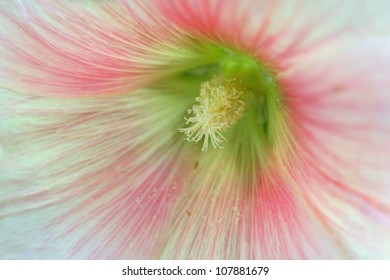 Extreme Close Up Shot Of Hibiscus Flower