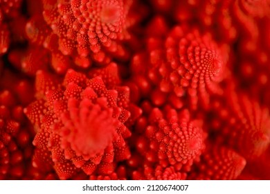 Extreme close up shot of red romanesco broccoli with selective focus.
