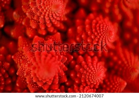 Extreme close up shot of red romanesco broccoli with selective focus.