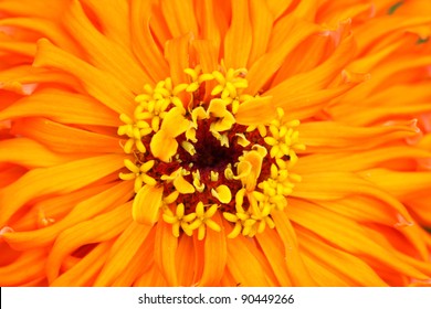 Extreme Close Up Shot Of Zinnia Flower