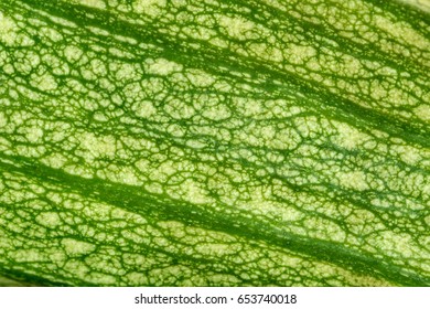 Extreme Close Up Of The Skin Of A Fresh Green Zucchini. Macro Texture Food Background