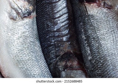 Extreme Close Up Of A Squama Texture Of Several Raw Whole European Sea Bass As A Background. Market Food And Fish.