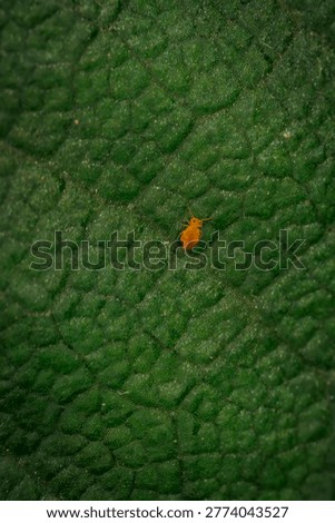 Extreme close up of a tiny orange globular springtail or sminthuridae insect on the textured surface of a dark green leaf