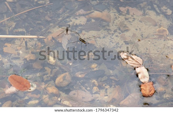 Extreme close up of two water fleas\
floating on the water of a lake (low depth of\
field)