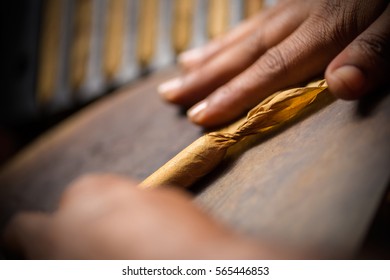 Extreme close ups of a craftsmen hands rolling and cutting tobacco leaves in real ambiance