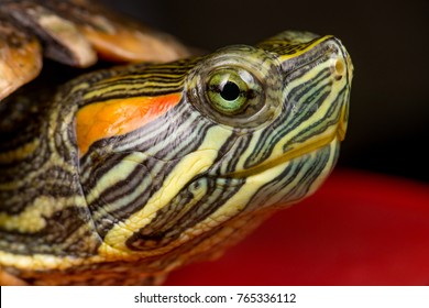 368 Turtle stretching neck Images, Stock Photos & Vectors | Shutterstock